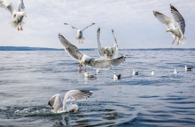 Balık için bekleyen martı kuşları aittir