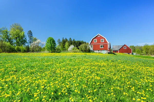 Swedish farm with dandelion flowers — Stock Photo, Image