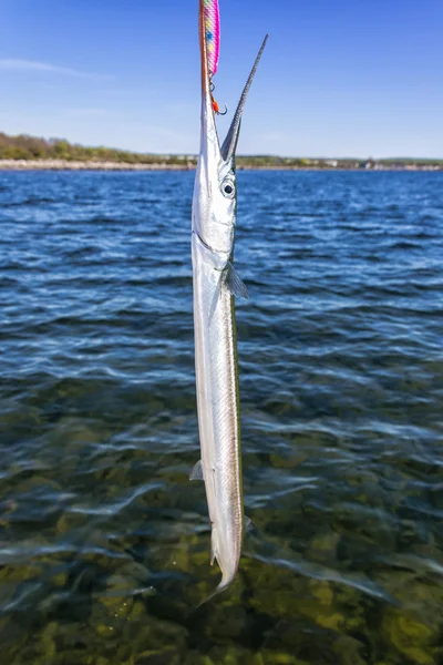 Pesca Garfish trofeo — Foto Stock