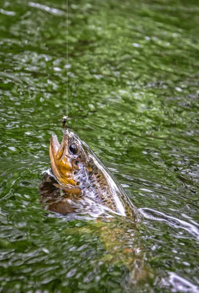 Attraper des truites brunes dans le ruisseau suédois — Photo