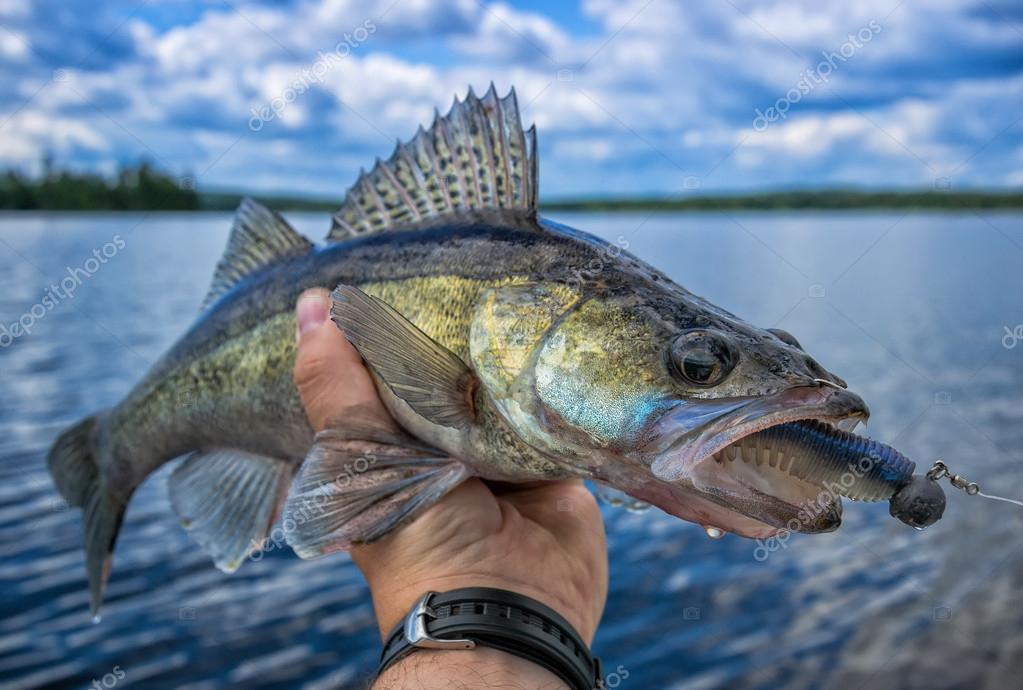 Walleye fishing in Sweden — Stock Photo © peter77 113546928