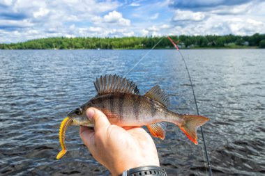 Yaz levrek softbait üzerinde yakaladı 