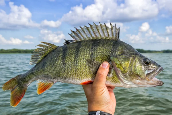 Величезна риба окуня з озера — стокове фото