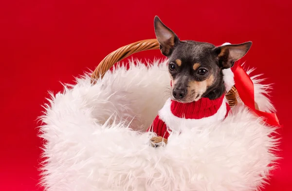 Pincher dog in Christmas basket — Stock Photo, Image