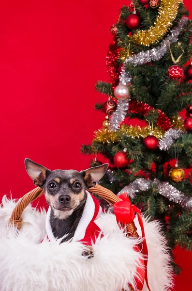 Pincher dog under Christmas tree — Stock Photo, Image