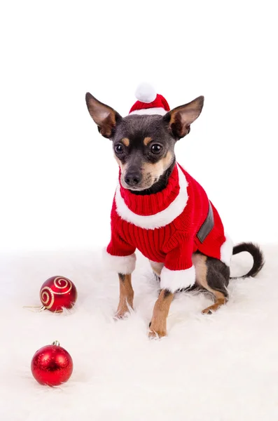 Xmas composition with pincher dog — Stock Photo, Image