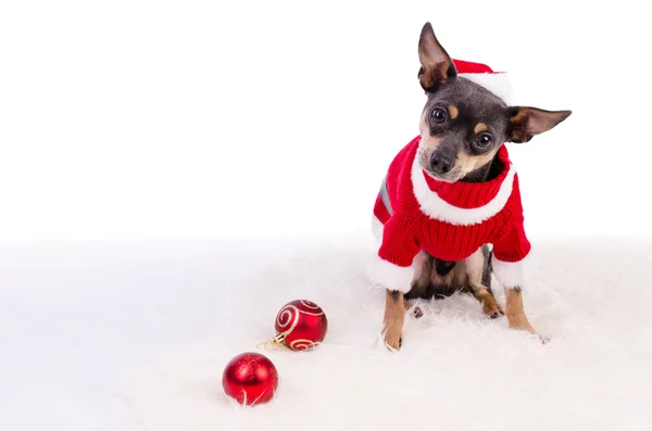 Christmas pincher dog sitting on white rug — Stock Photo, Image