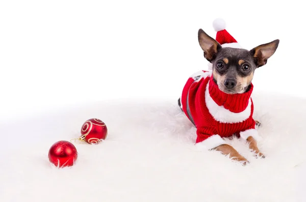 Pincher dog ready for Christmas — Stock Photo, Image