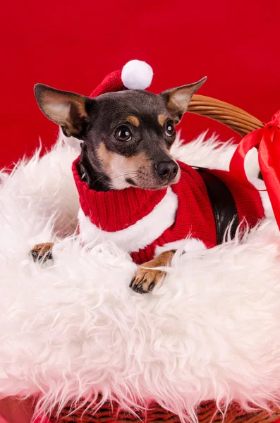 Pincher dog in Christmas composition — Stock Photo, Image