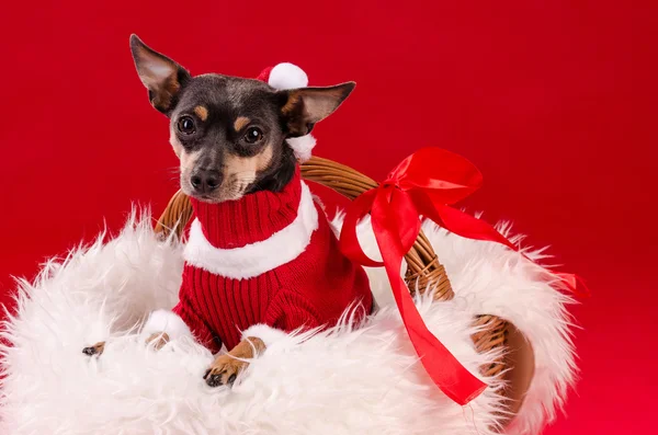 Carino cane cucciolo di Natale — Foto Stock