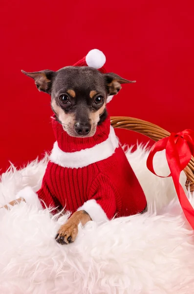 Pincher dog in Xmas colors — Stock Photo, Image