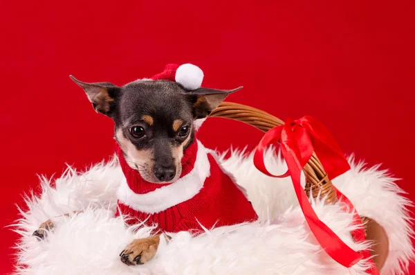 Pincher cane per Natale — Foto Stock