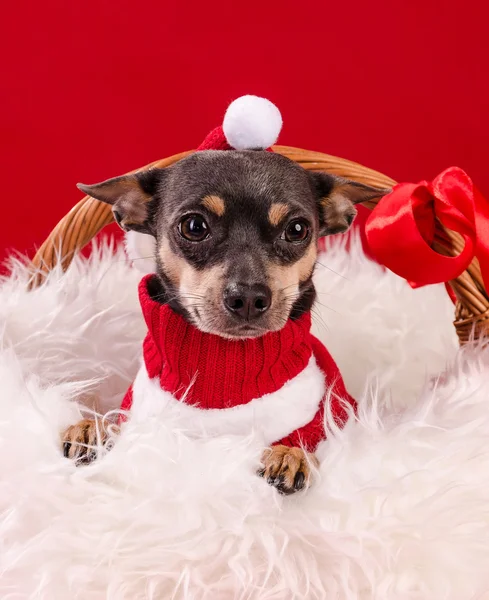 Christmas pincher puppy — Stock Photo, Image