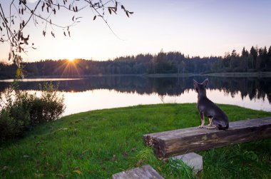 Romantik pincher köpek