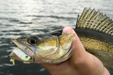 Walleye balıkçılık dropshot