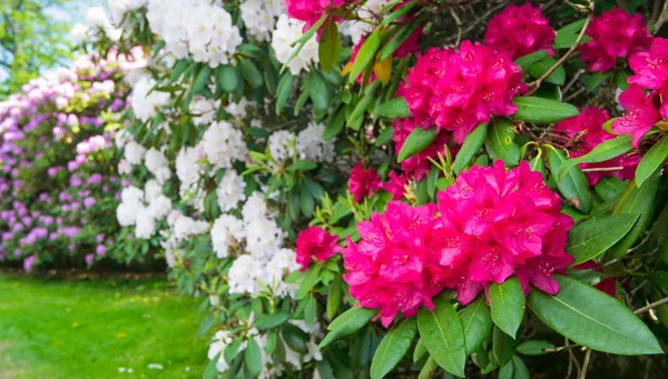 Veelkleurige rhododendron struiken — Stockfoto