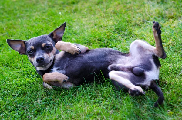 Pincher perro en la hierba — Foto de Stock