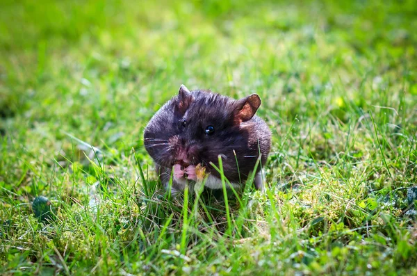 Criceto sul campo erba — Foto Stock