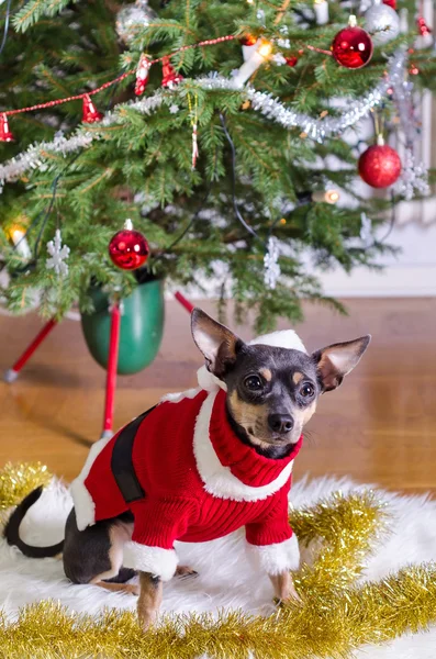 Small pincher in Xmas clothes — Stock Photo, Image