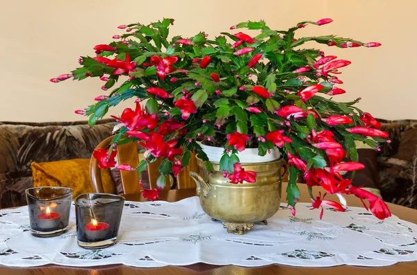 Schlumbergera çiçek masada