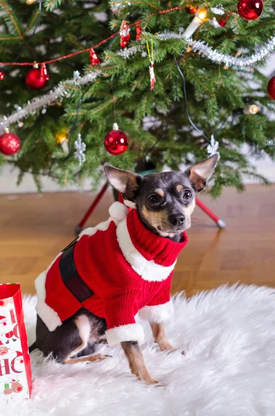 Pincher cane come un regalo di Natale — Foto Stock
