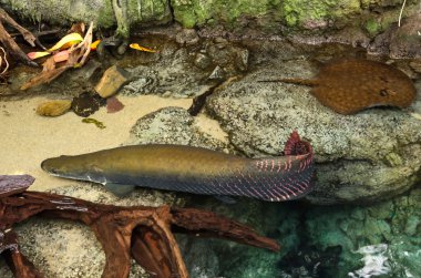 Prehistoric Arapaima fish clipart