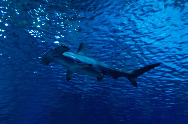 Tiburón martillo bajo la superficie —  Fotos de Stock