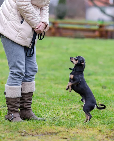 Outdoor lessons with dog — Stock Photo, Image