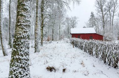 İsveçli kış renkleri