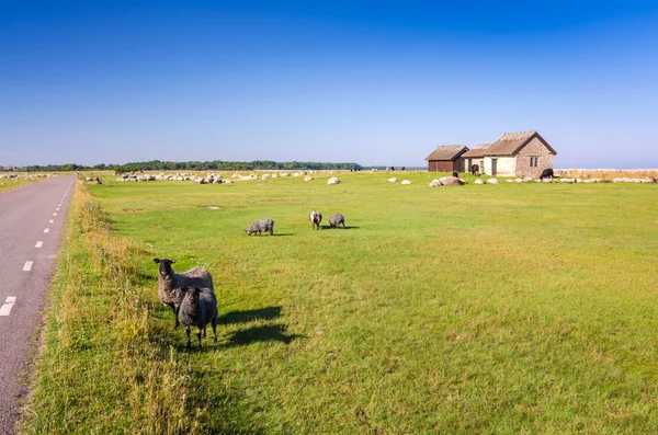 Schapenboerderij op Oland eiland — Stockfoto