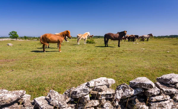 Quinta de cavalos na ilha de Oland — Fotografia de Stock