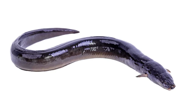 Europeisk ål fisk — Stockfoto