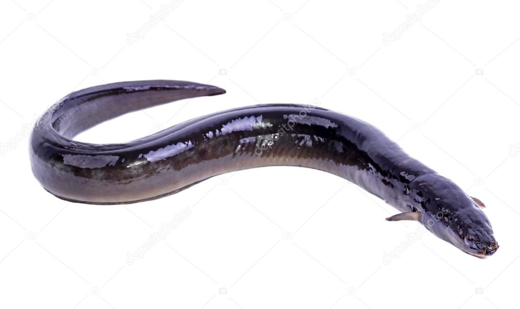 European eel fish