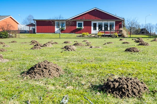 Mole mounds on Swedish grass field — Stock Photo, Image