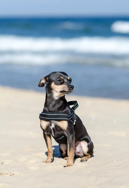 Pincher retrato al aire libre — Foto de Stock