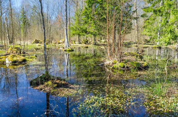 在森林中的瑞典沼泽 — 图库照片