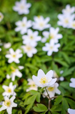 Anemon Nisan çiçekler