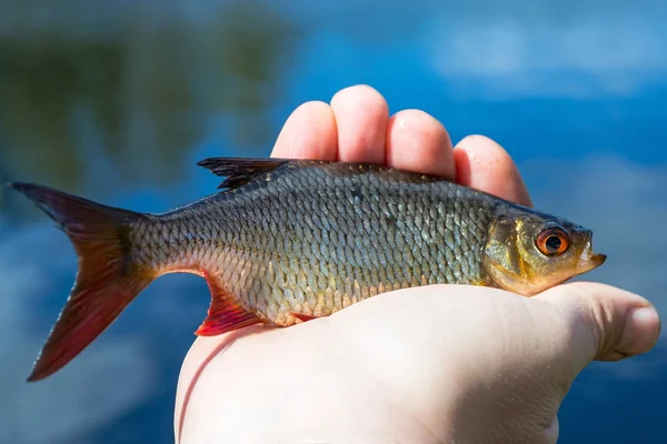 Trofeo de pesca Rudd — Foto de Stock