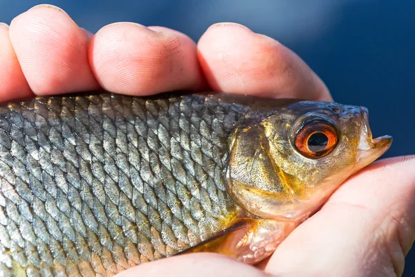 Rudd pesce in mano pescatore — Foto Stock