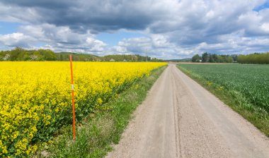 Tecavüz bitkiler ile İsveç tarım yol
