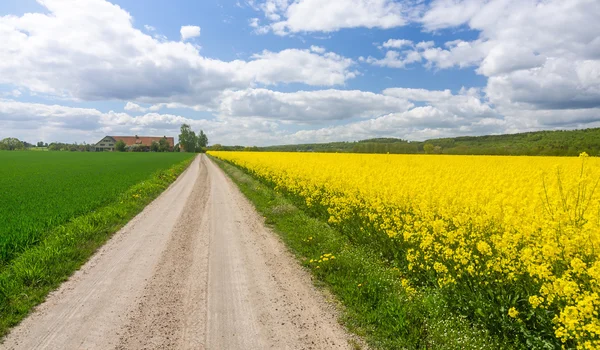 Swedish farm road through blooming rape field — Stock Photo, Image