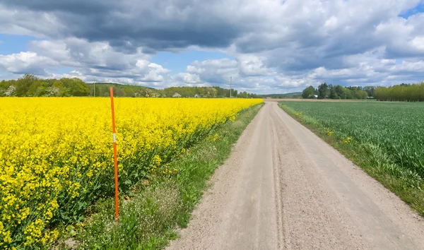 Swedish agricultural road with rape plants — Stock Photo, Image