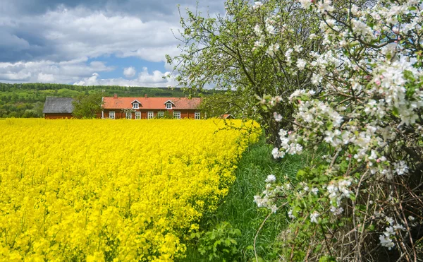 Квітучий сезон в Швеції — стокове фото