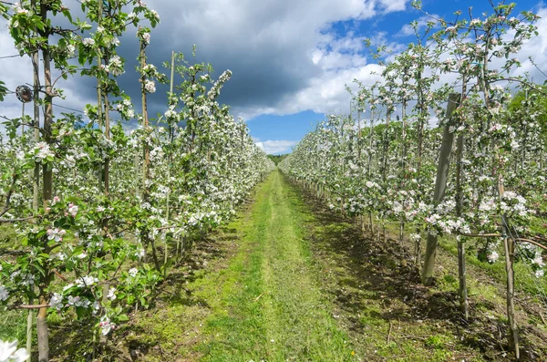 Apple plantation — Stock Photo, Image