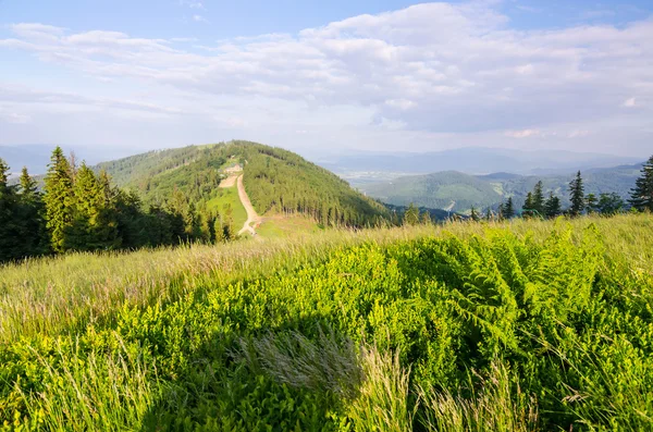 Klimczok hill in June — Stock Photo, Image