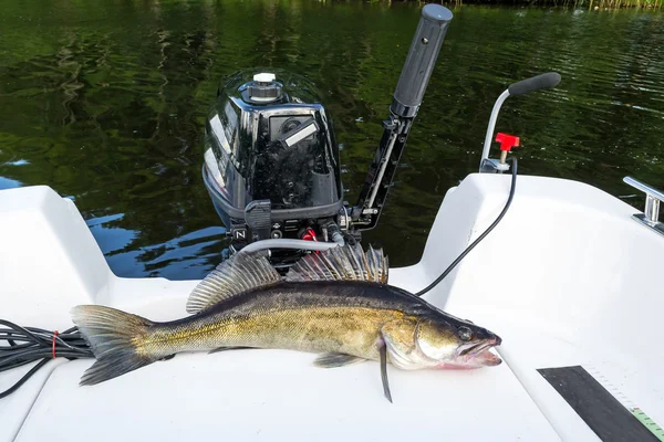 Walleye la bord — Fotografie, imagine de stoc