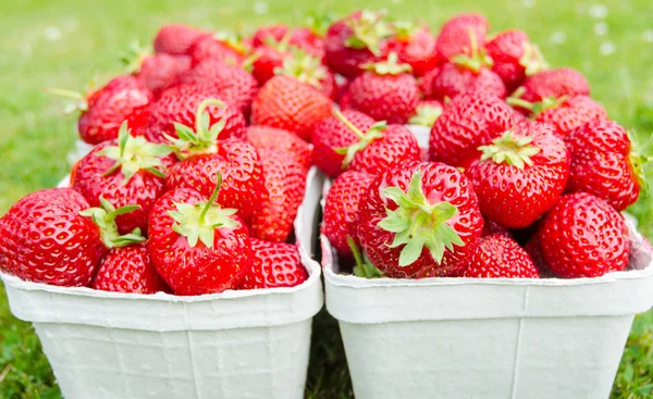 Volledige pakketten met verse aardbeien met gras achtergrond — Stockfoto