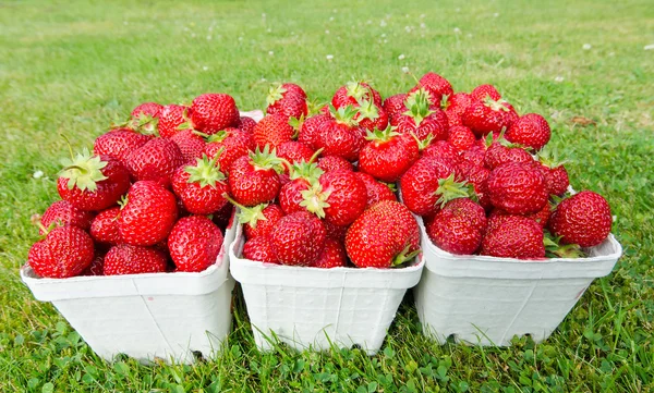 Vers geplukte aardbeien — Stockfoto