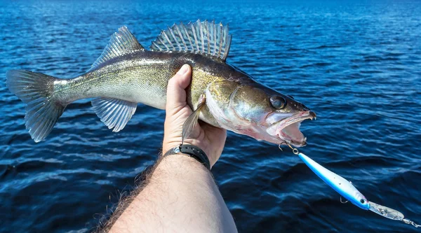 Walleye cenário de pesca — Fotografia de Stock