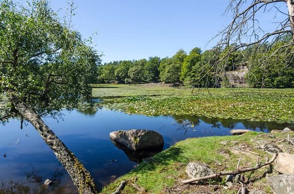 Alte Bäume an einem Seeufer — Stockfoto